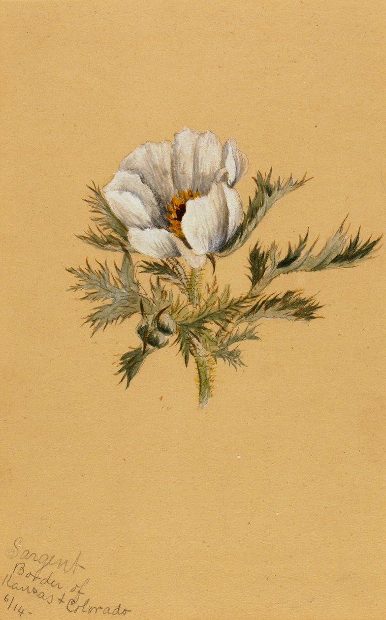 (Uden titel) (Blomsterstudie) af Mary Vaux Walcott