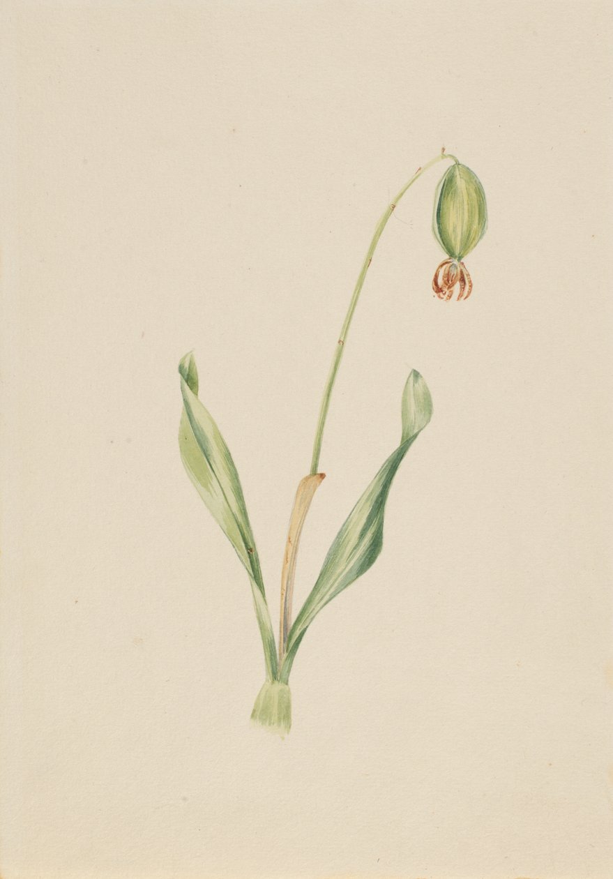 (Uden titel) (Plantestudie) af Mary Vaux Walcott