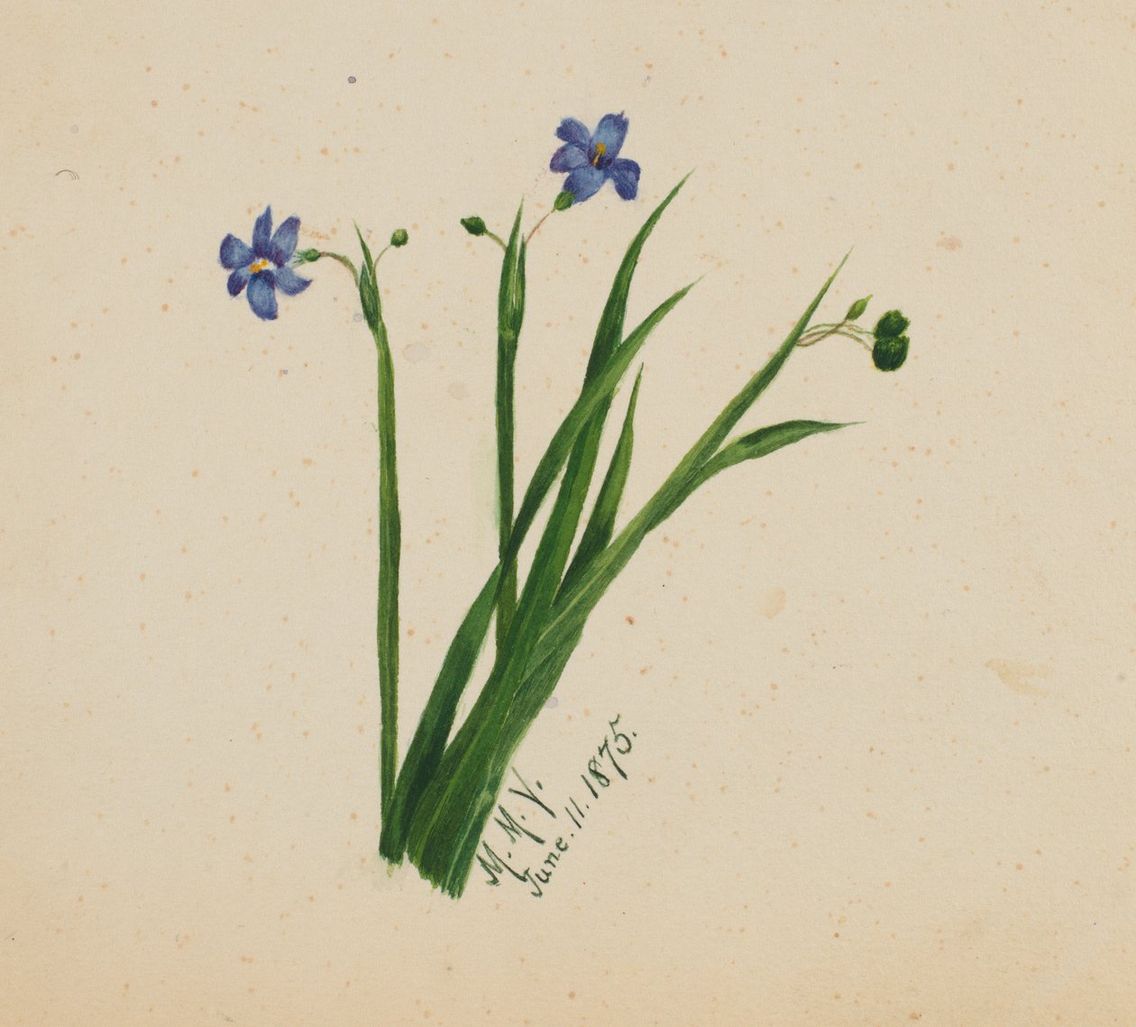 (Uden titel) af Mary Vaux Walcott