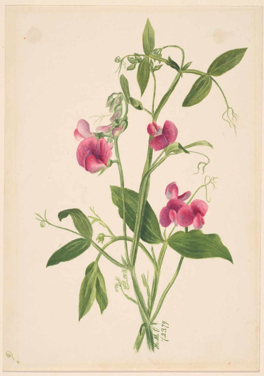 (Uden titel - blomsterstudie) af Mary Vaux Walcott