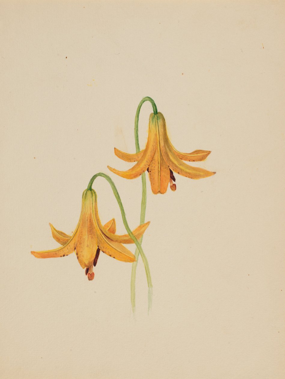 (Uden titel - blomsterstudie) af Mary Vaux Walcott