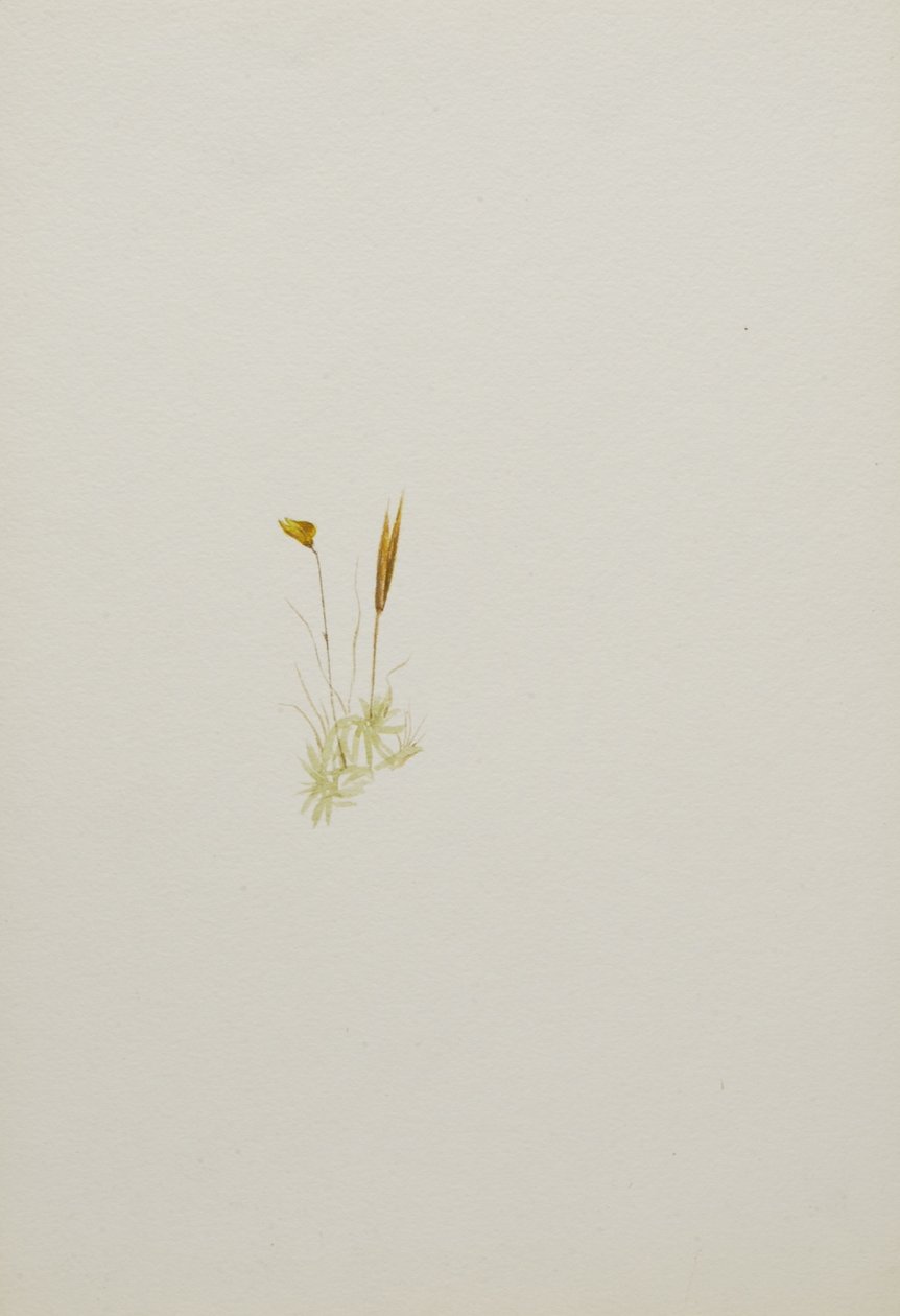 (Uden titel - blomsterstudie) af Mary Vaux Walcott