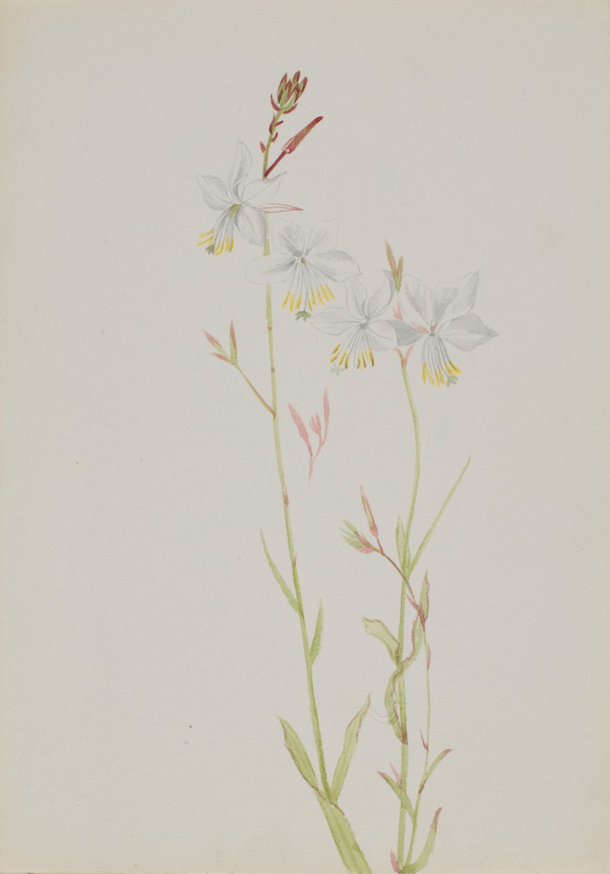 (Uden titel - blomsterstudie) af Mary Vaux Walcott