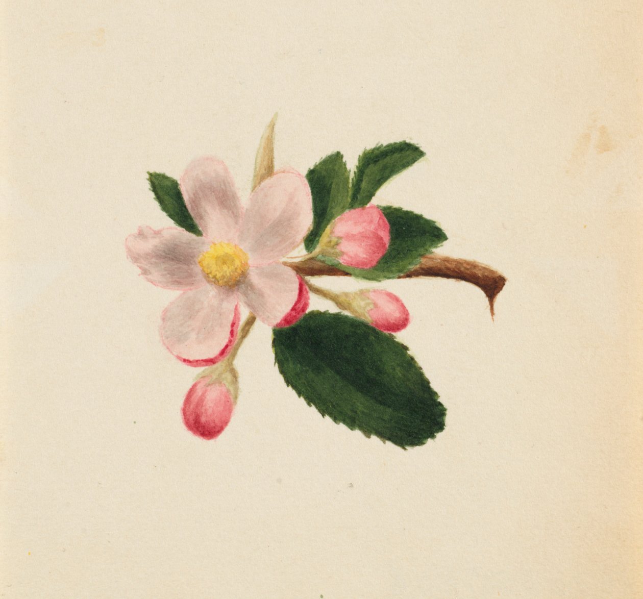 (Uden titel - blomsterstudie) af Mary Vaux Walcott