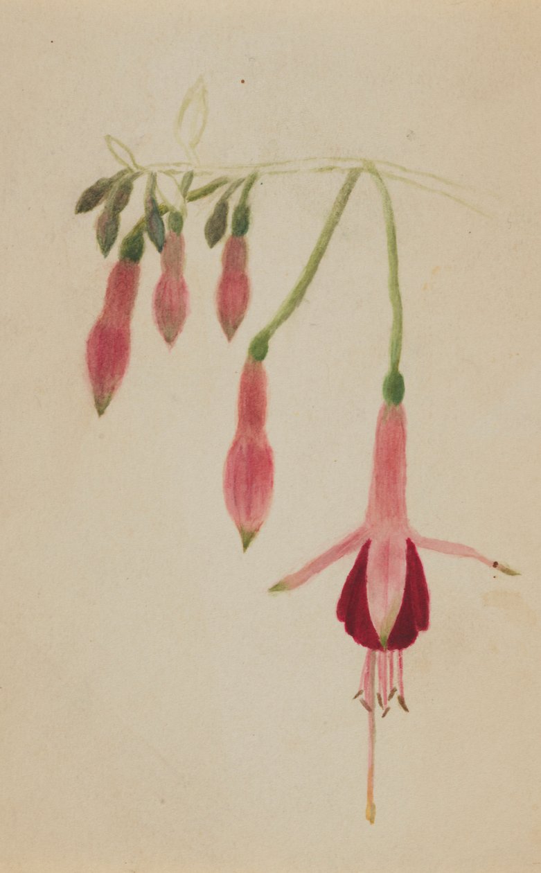 (Uden titel - blomsterstudie) af Mary Vaux Walcott