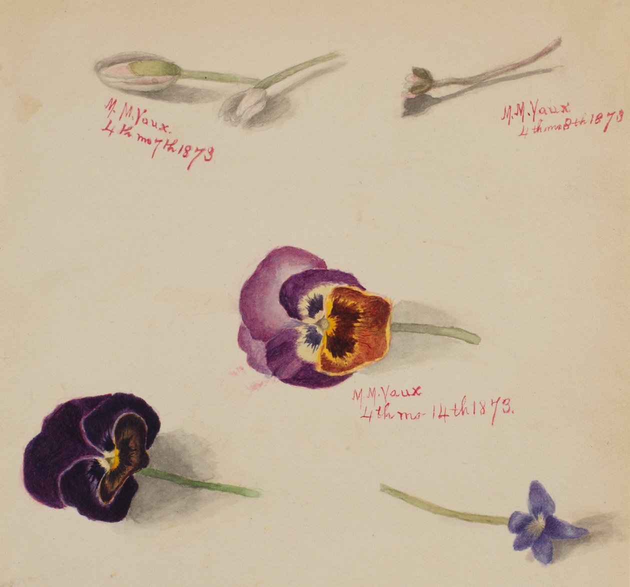 (Uden titel - blomsterstudie) af Mary Vaux Walcott
