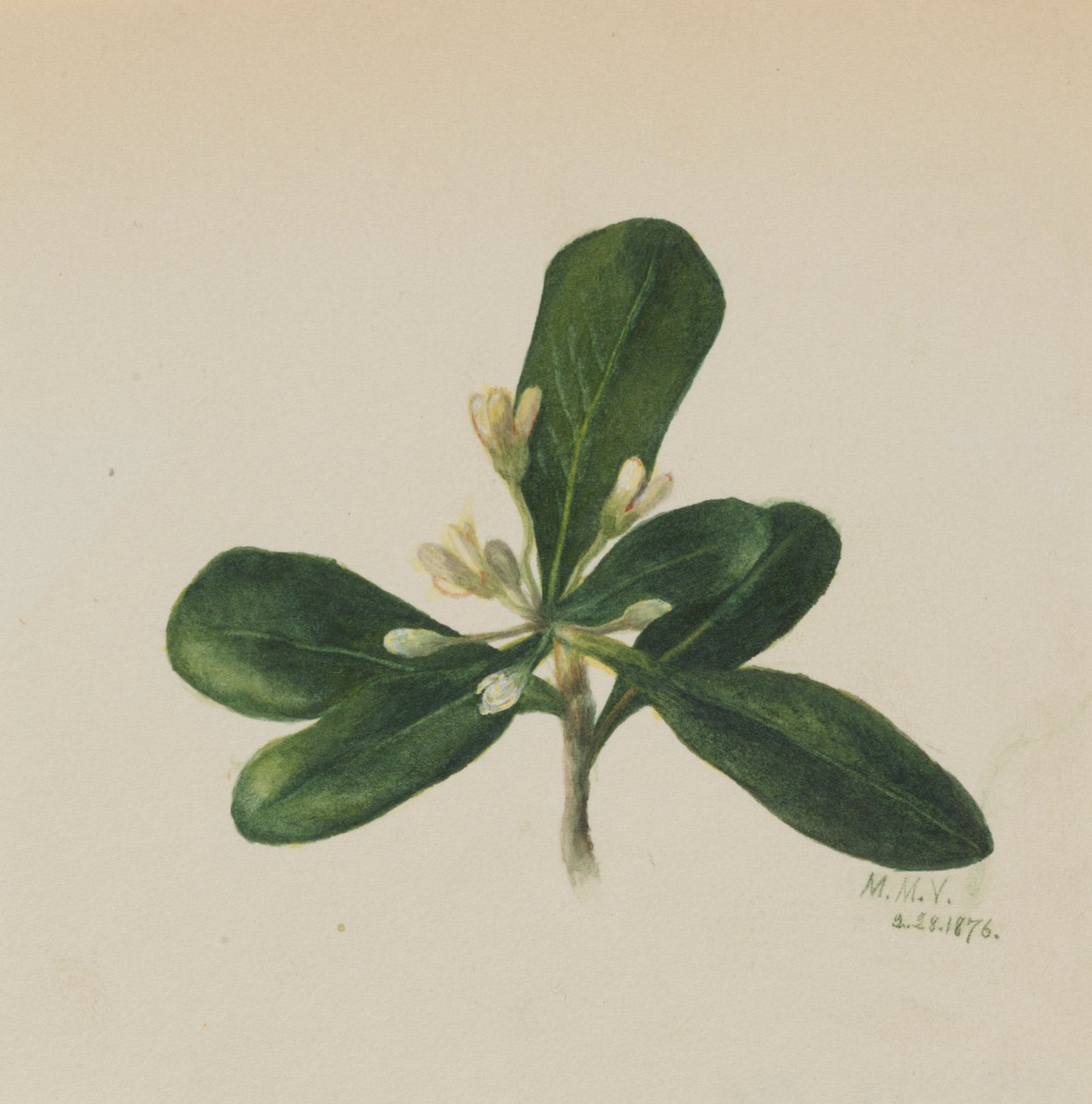 (Uden titel - blomsterstudie) af Mary Vaux Walcott