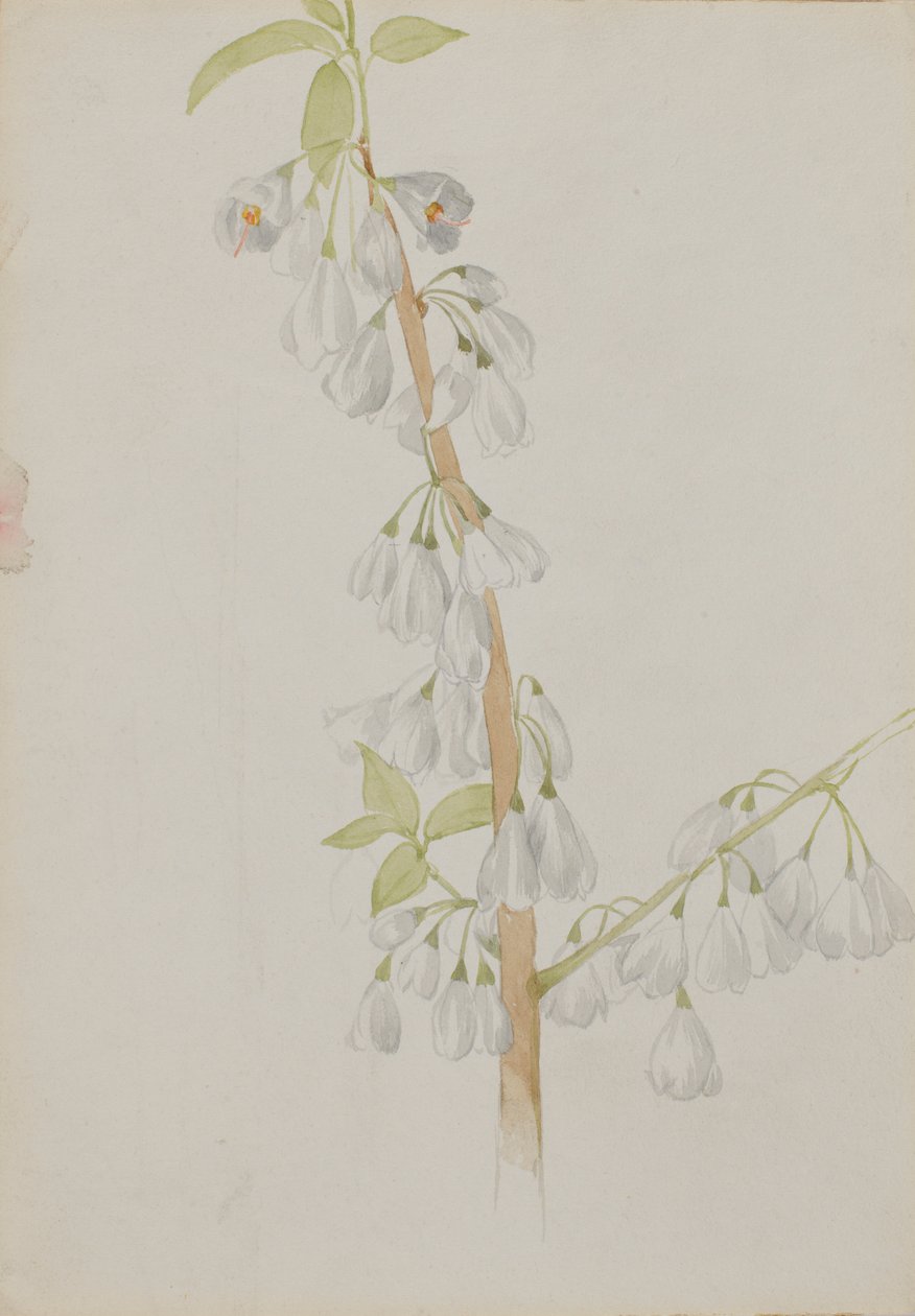 (Uden titel - blomsterstudie) af Mary Vaux Walcott
