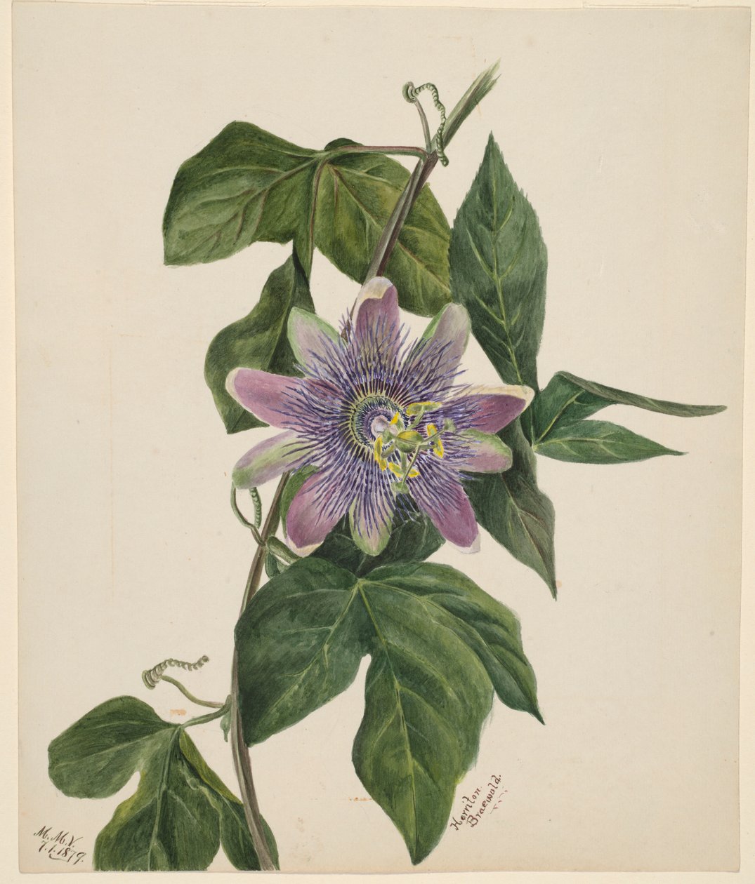 (Uden titel - blomsterstudie) af Mary Vaux Walcott