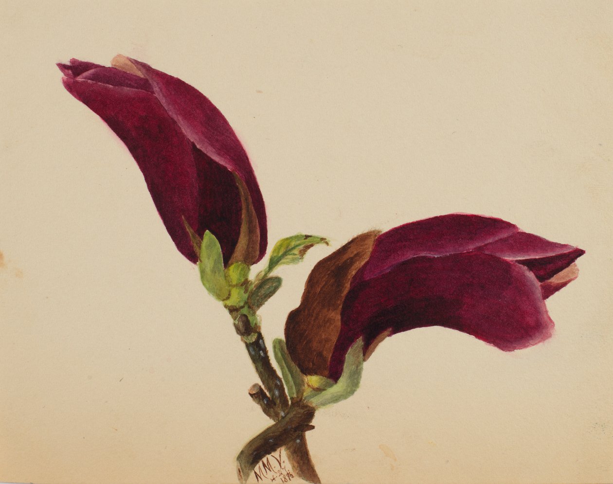 (Uden titel - blomsterstudie) af Mary Vaux Walcott