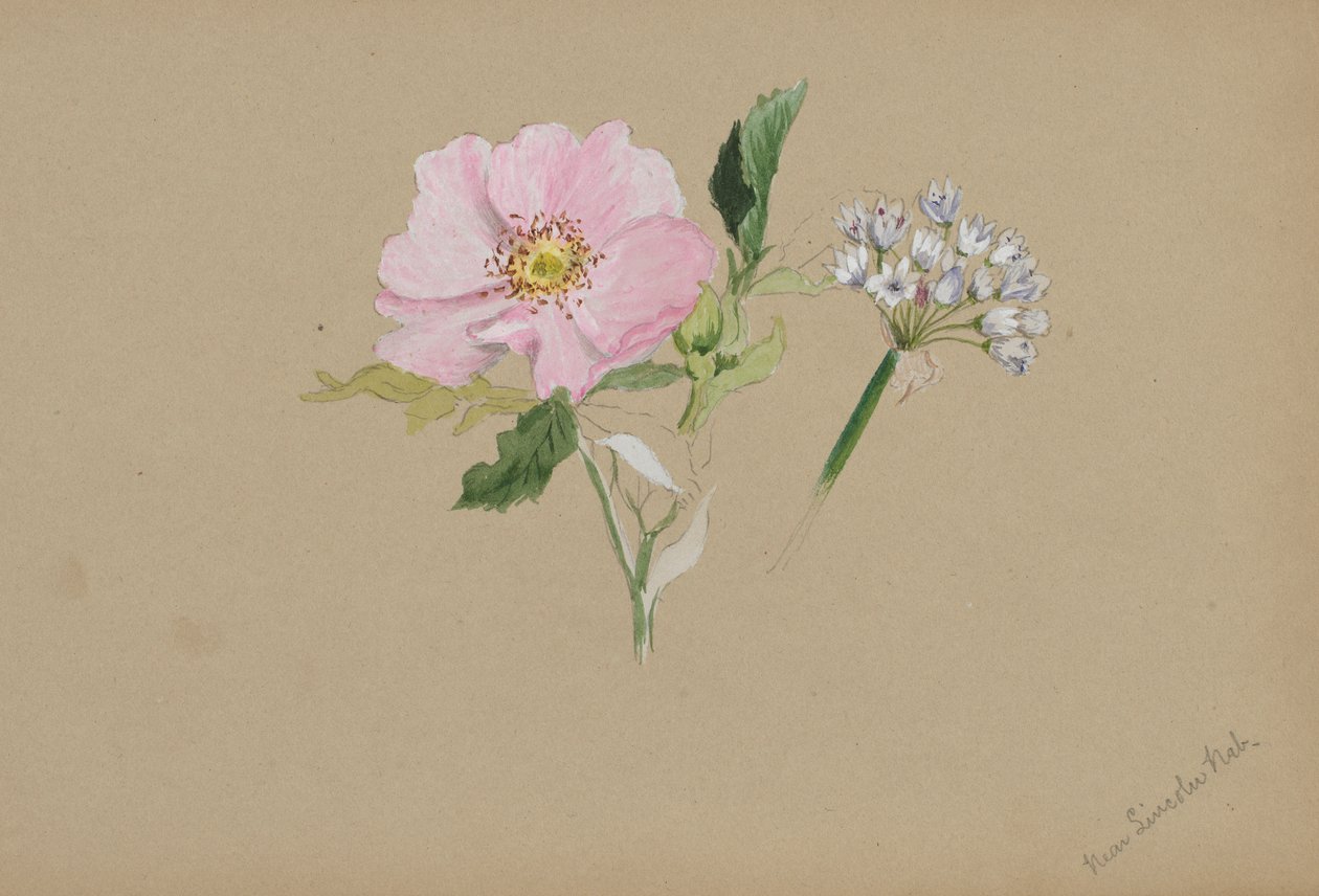 (Uden titel - blomsterstudie) af Mary Vaux Walcott