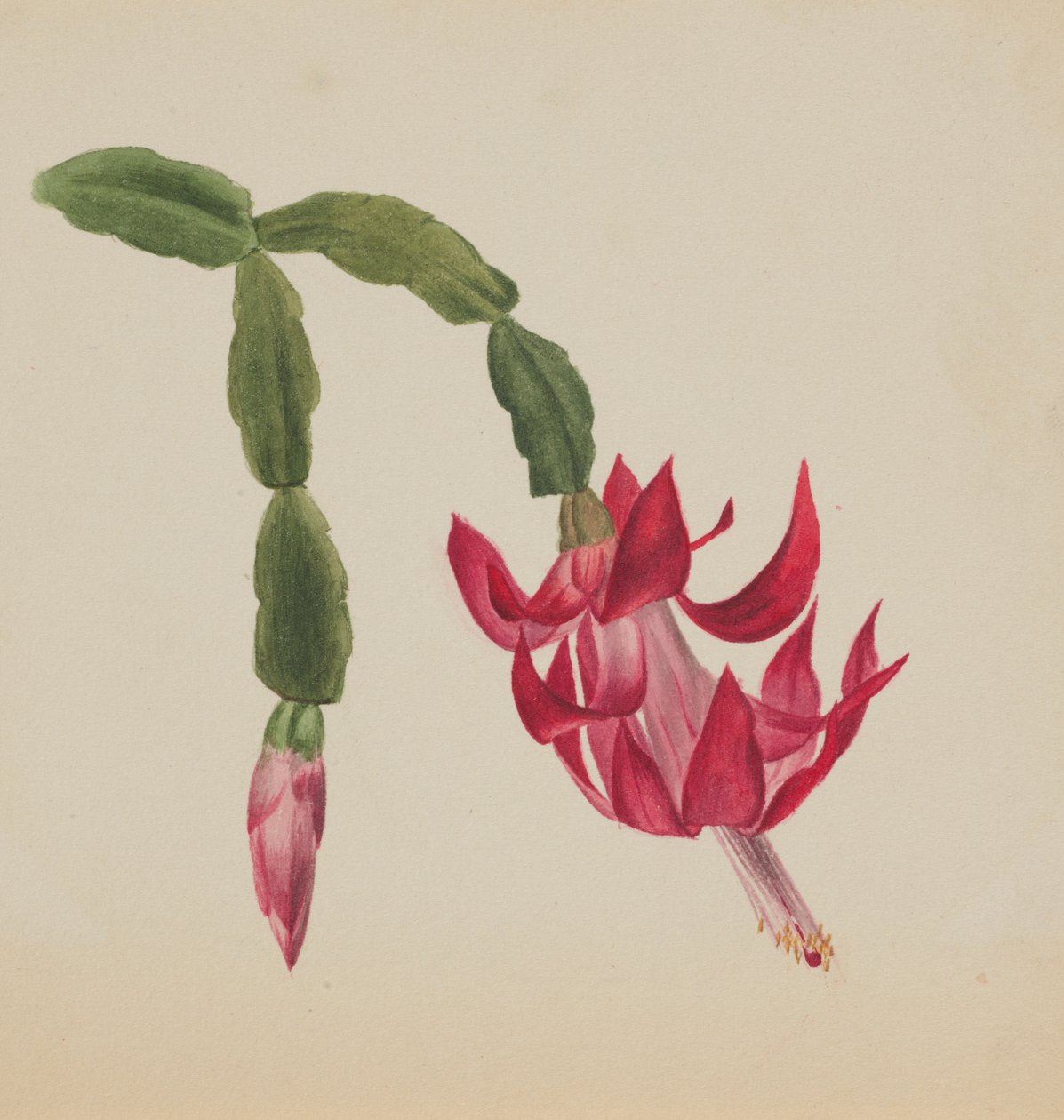 (Uden titel - blomsterstudie) af Mary Vaux Walcott