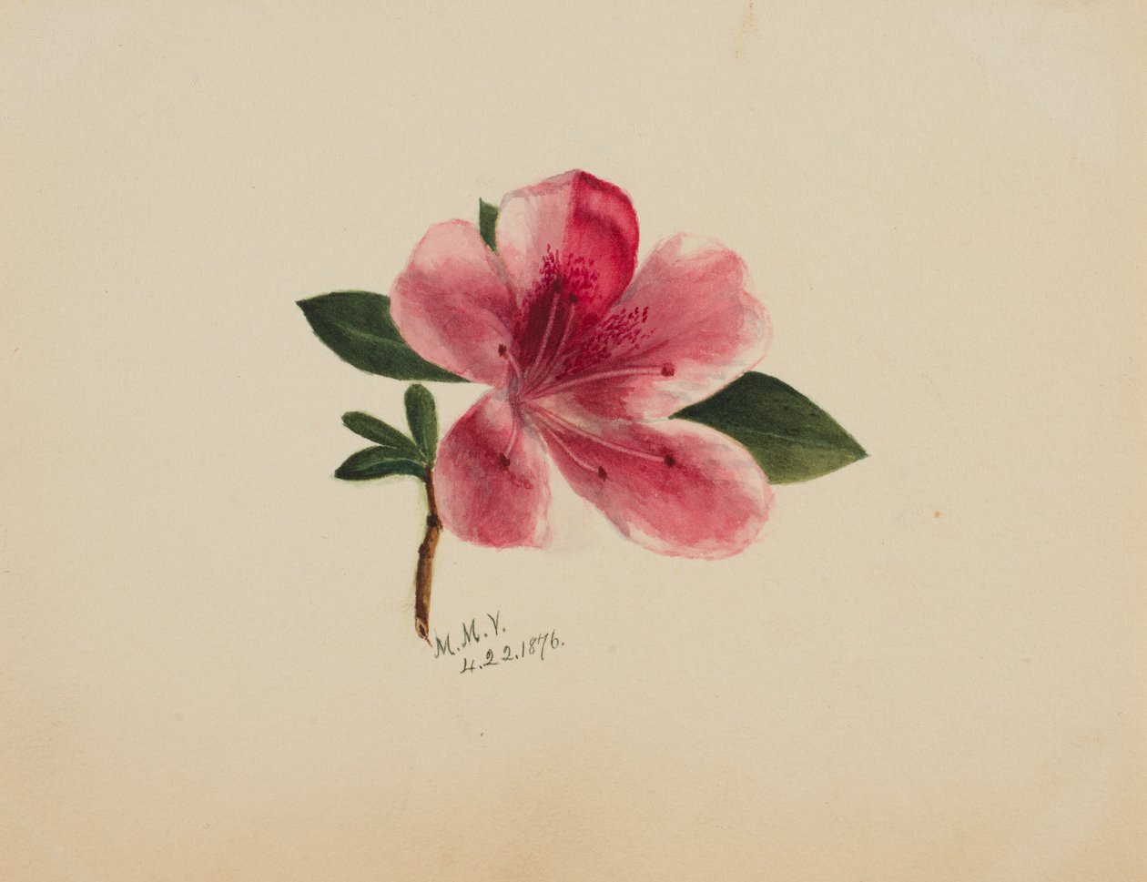(Uden titel - blomsterstudie) af Mary Vaux Walcott