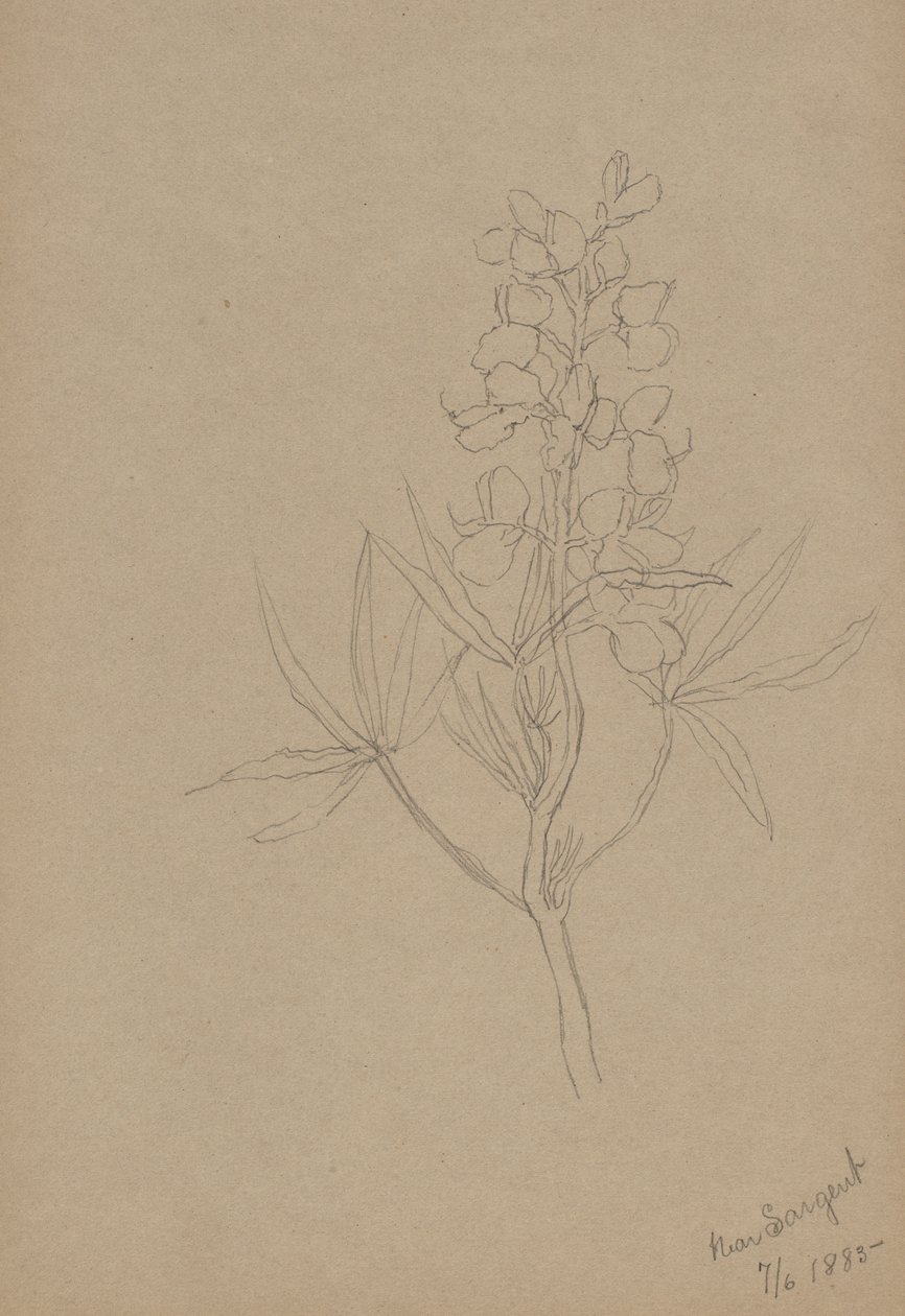 (Uden titel - blomsterstudie) af Mary Vaux Walcott