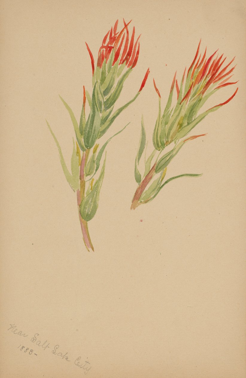 (Uden titel--Plantestudie) af Mary Vaux Walcott