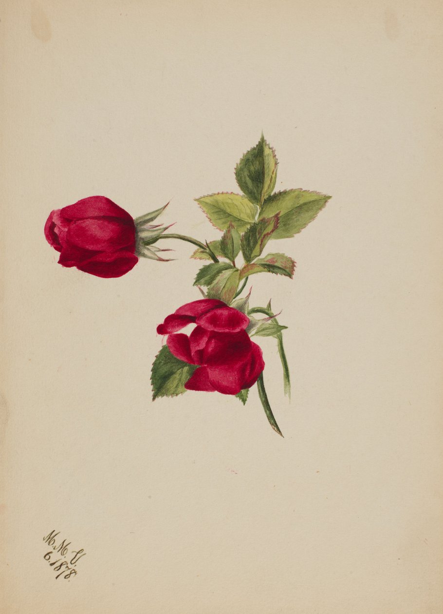 (Uden titel - Rose) af Mary Vaux Walcott
