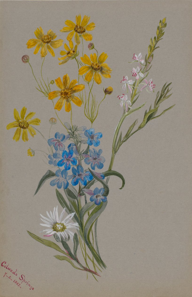 (Uden titel, gruppe af blomster) af Mary Vaux Walcott