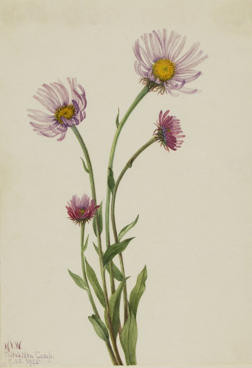 Alaskas loppefrøskaller (Erigeron salsuginosus) af Mary Vaux Walcott