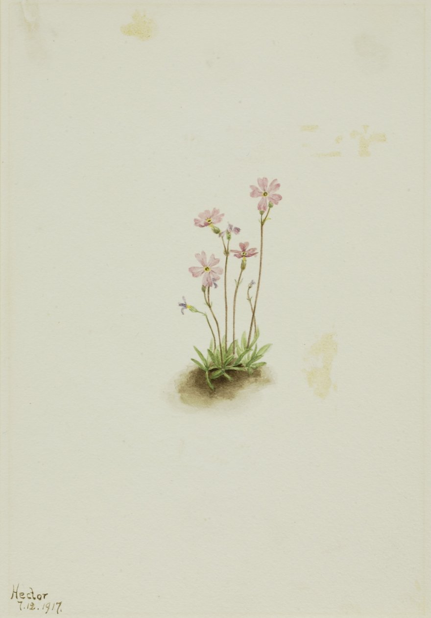 Alberta Primrose (Primula maccalliana) af Mary Vaux Walcott