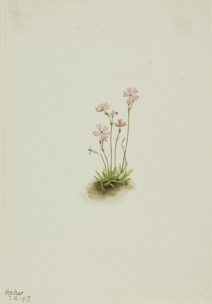 Alberta Primrose Primula maccalliana, 1917. af Mary Vaux Walcott