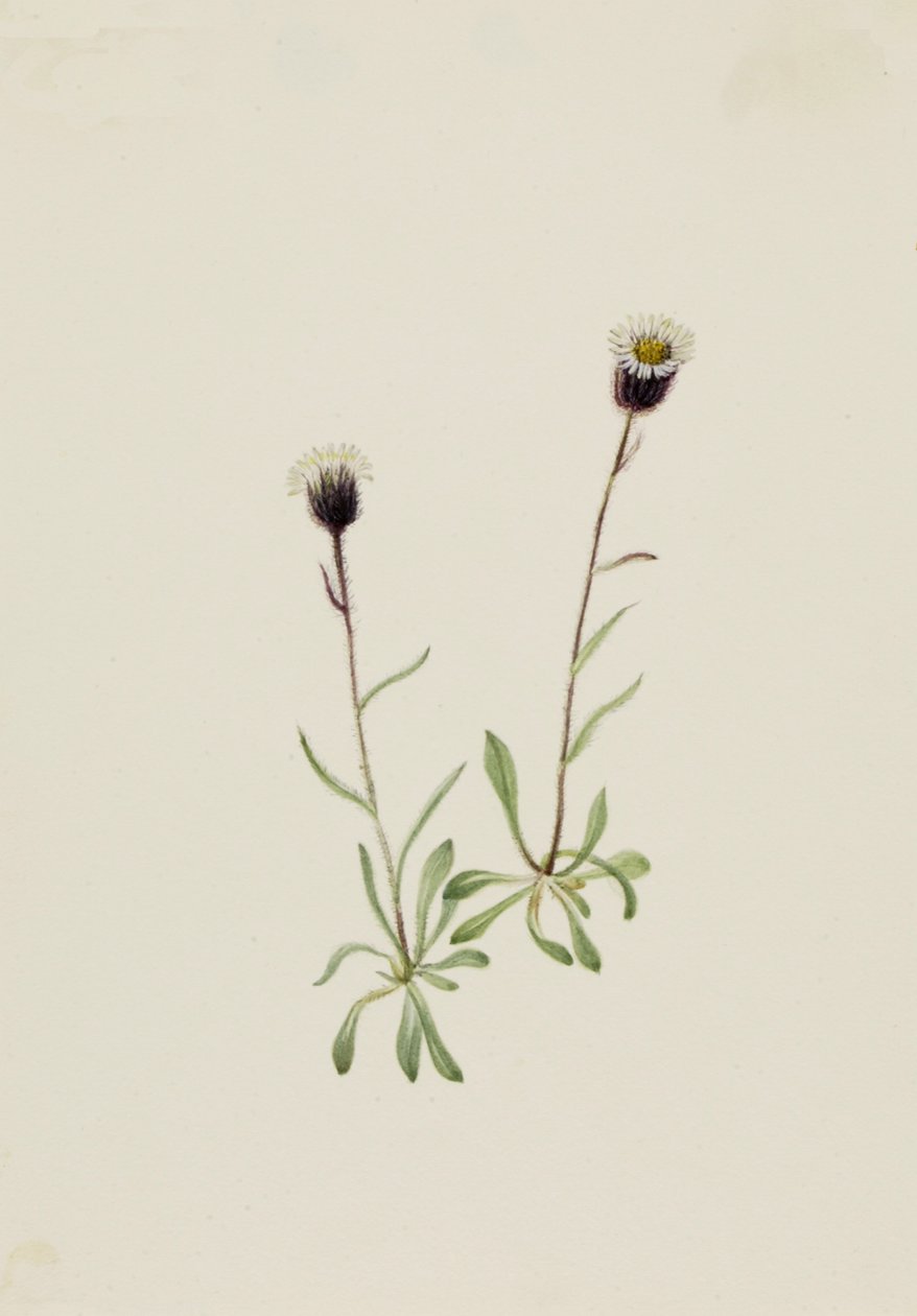 Aleutian Fleabane Erigeron unalaschensis, n.d. af Mary Vaux Walcott