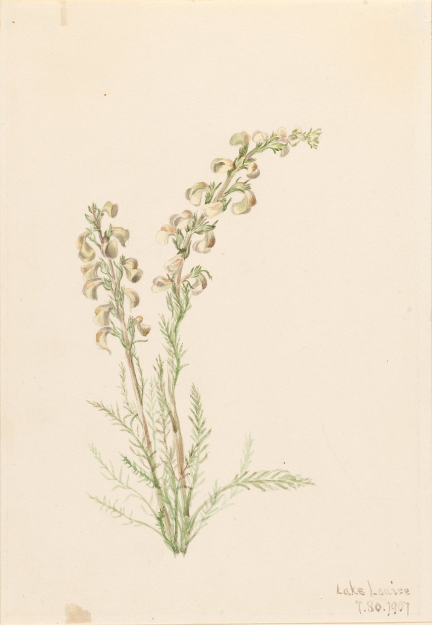 Almindelig bregne (Pedicularis contorta) af Mary Vaux Walcott