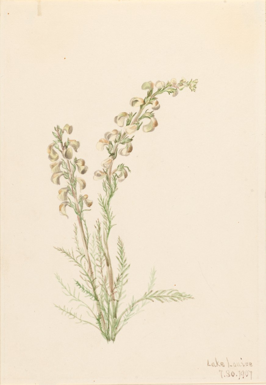Alpine Fernlife Pedicularis contorta, 1907. af Mary Vaux Walcott