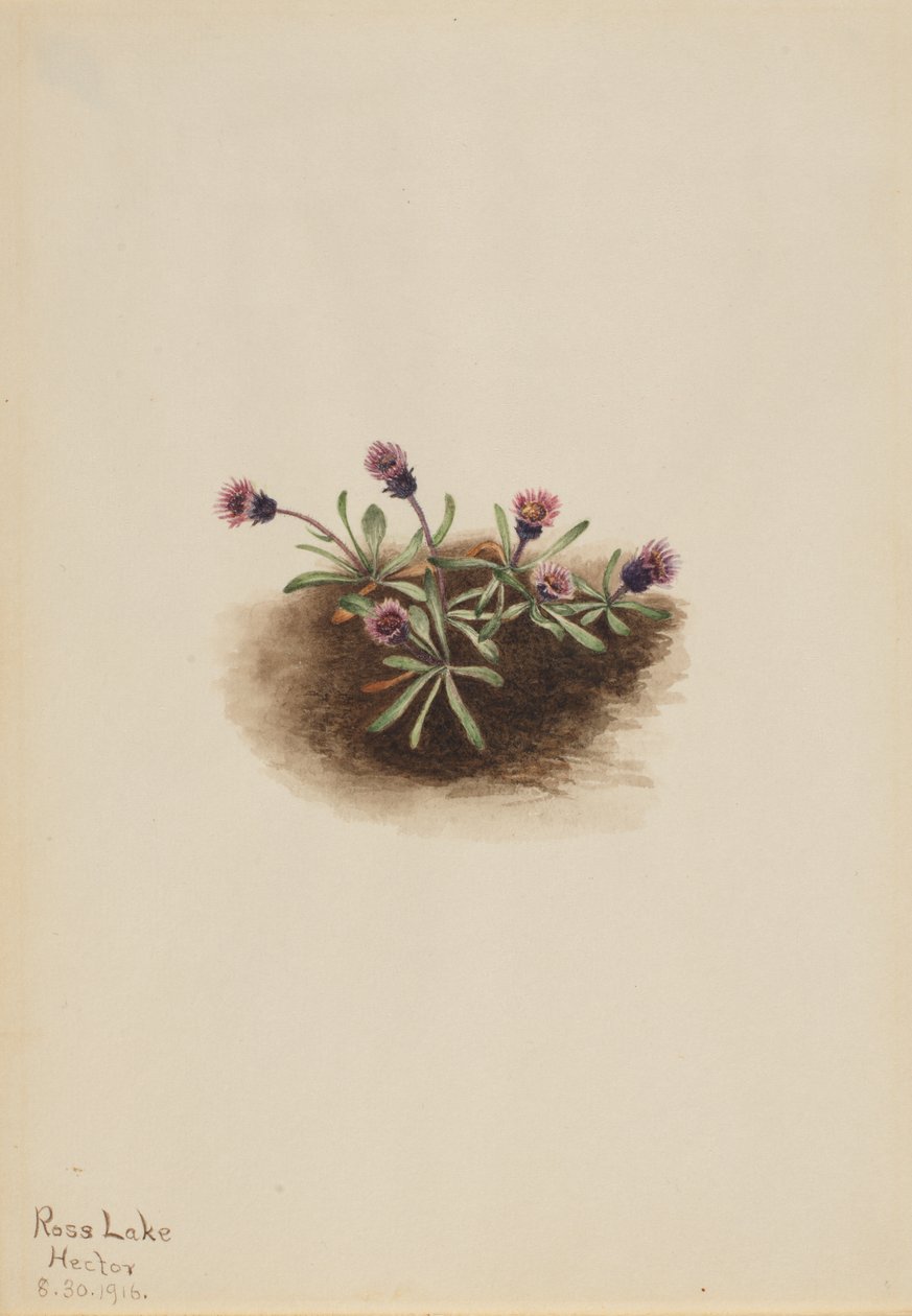 Alpine Fleabane Erigeron unalaschcensis, 1916. af Mary Vaux Walcott