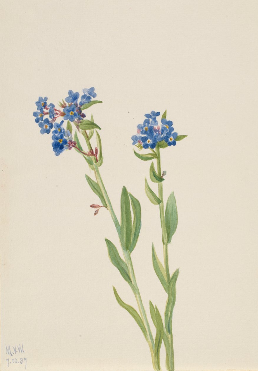 Alpeforglemmigej (Myosotis alpestris) af Mary Vaux Walcott