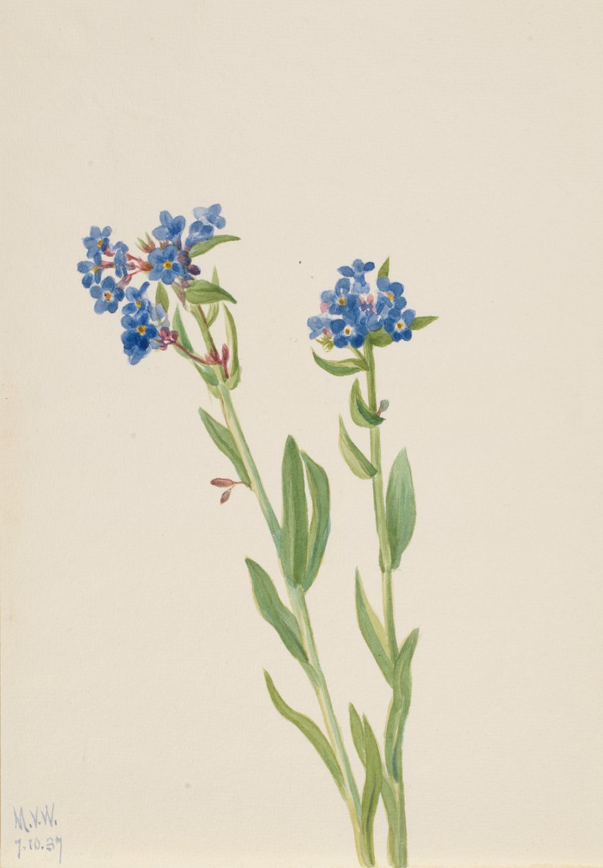 Alpine Forglem-Mig-Ikke Myosotis alpestris, 1937. af Mary Vaux Walcott