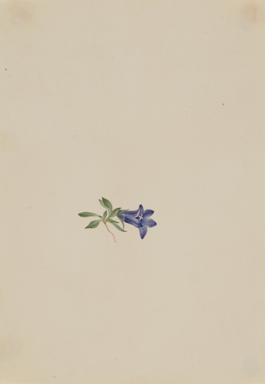 Alpeklokke (Campanula lasiocarpa) af Mary Vaux Walcott