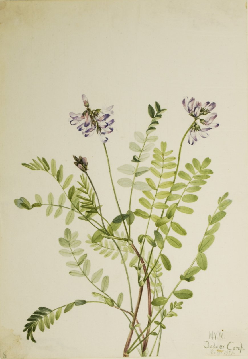 Almindelig mælkeurt (Astragalus alpinus) af Mary Vaux Walcott