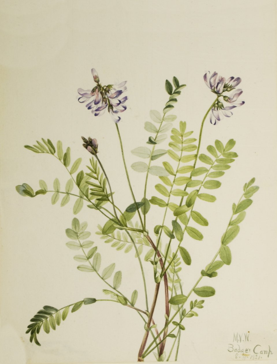 Alpine Milkvetch Astragalus alpinus, 1921. af Mary Vaux Walcott