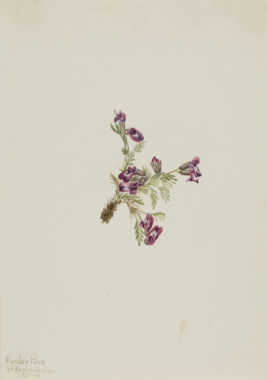 Almindelig spidskål (Oxytropis podocarpa) af Mary Vaux Walcott