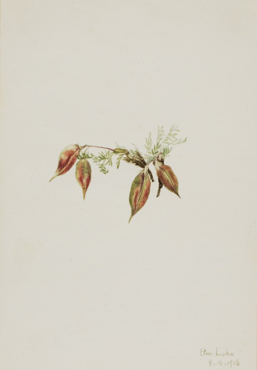 Almindelig spidskål (Oxytropis podocarpa) af Mary Vaux Walcott