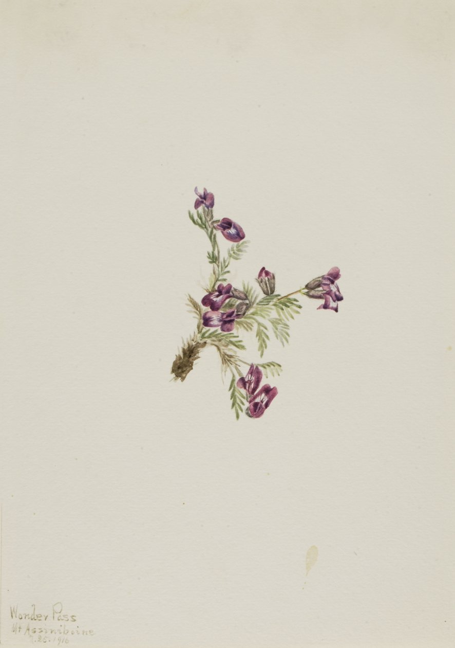 Alpine Pointvetch Oxytropis podocarpa, 1916. af Mary Vaux Walcott