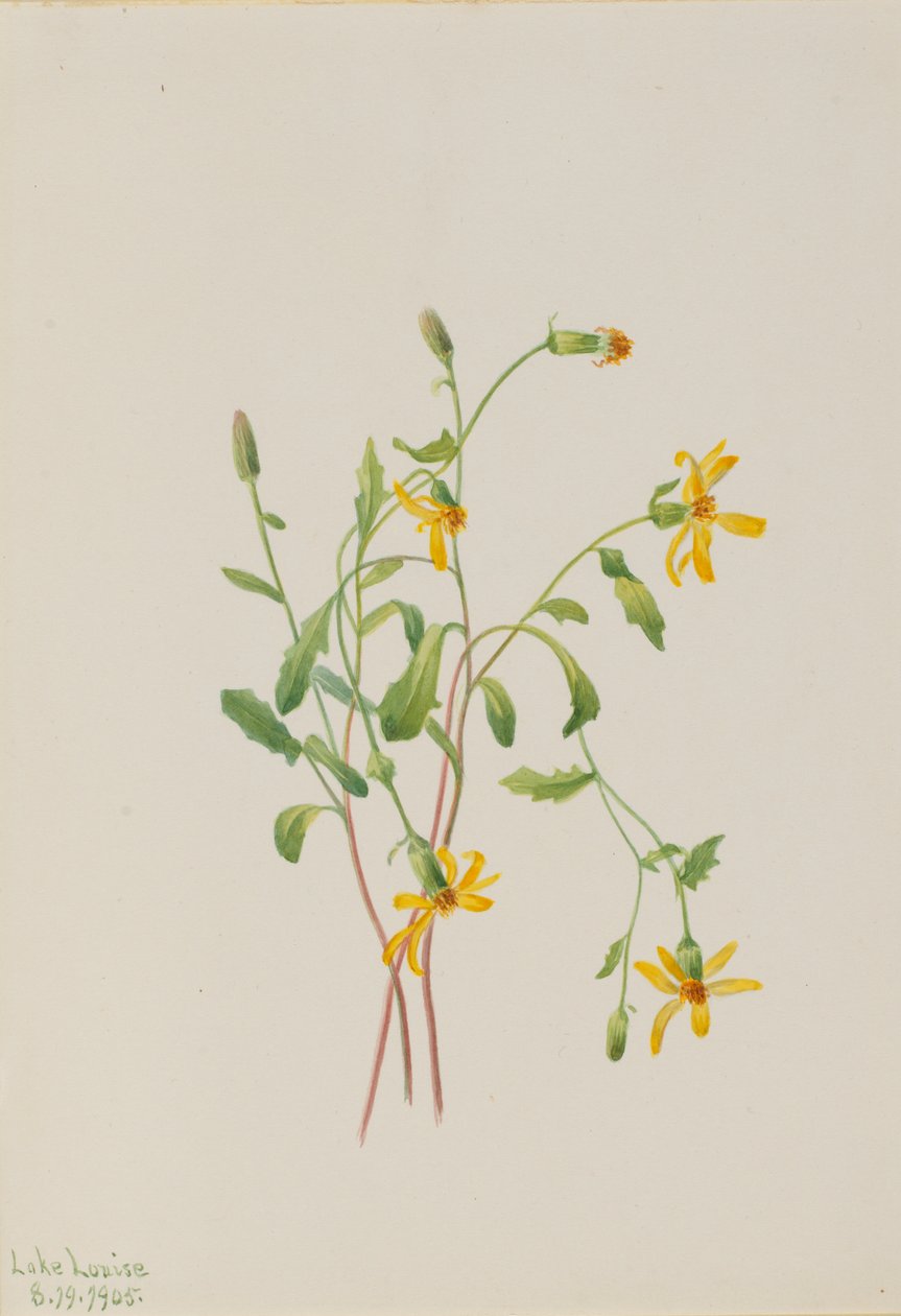 Alpin rajgræs (Senecio-arter) af Mary Vaux Walcott