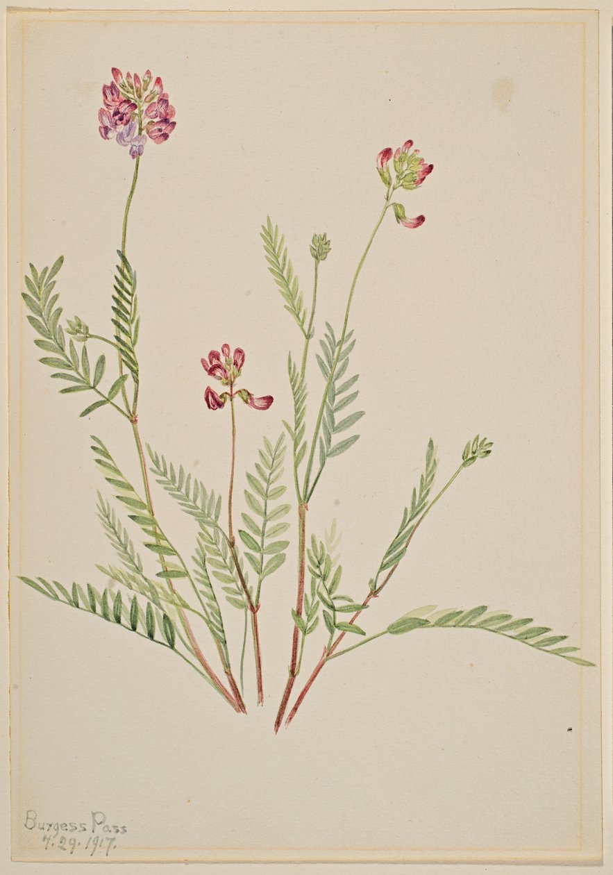Alpevikke (Astragalus bourgovii) af Mary Vaux Walcott