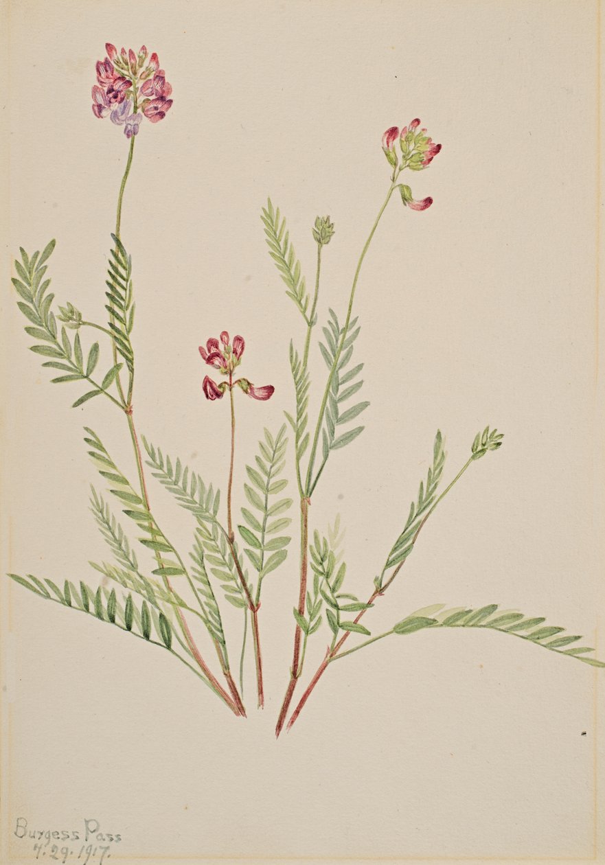 Alpine Vikker Astragalus bourgovii, 1917. af Mary Vaux Walcott