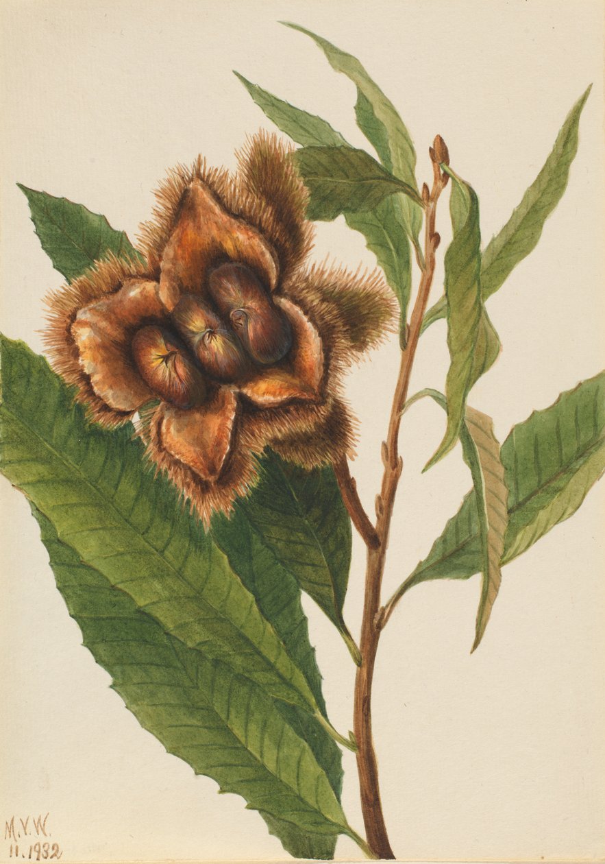 Amerikansk kastanje Castanea dentata, 1932. af Mary Vaux Walcott
