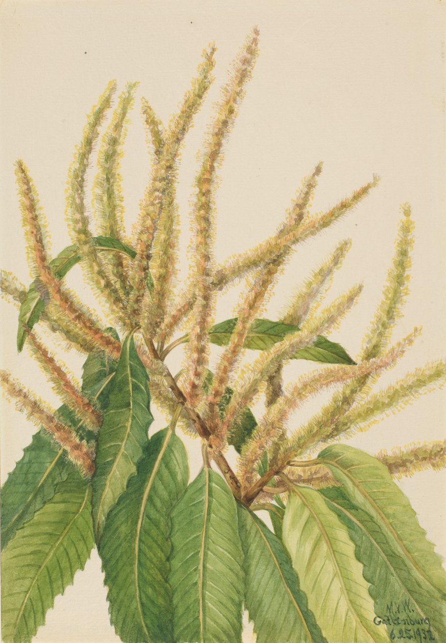 Amerikansk kastanje Castanea dentata, 1932. af Mary Vaux Walcott
