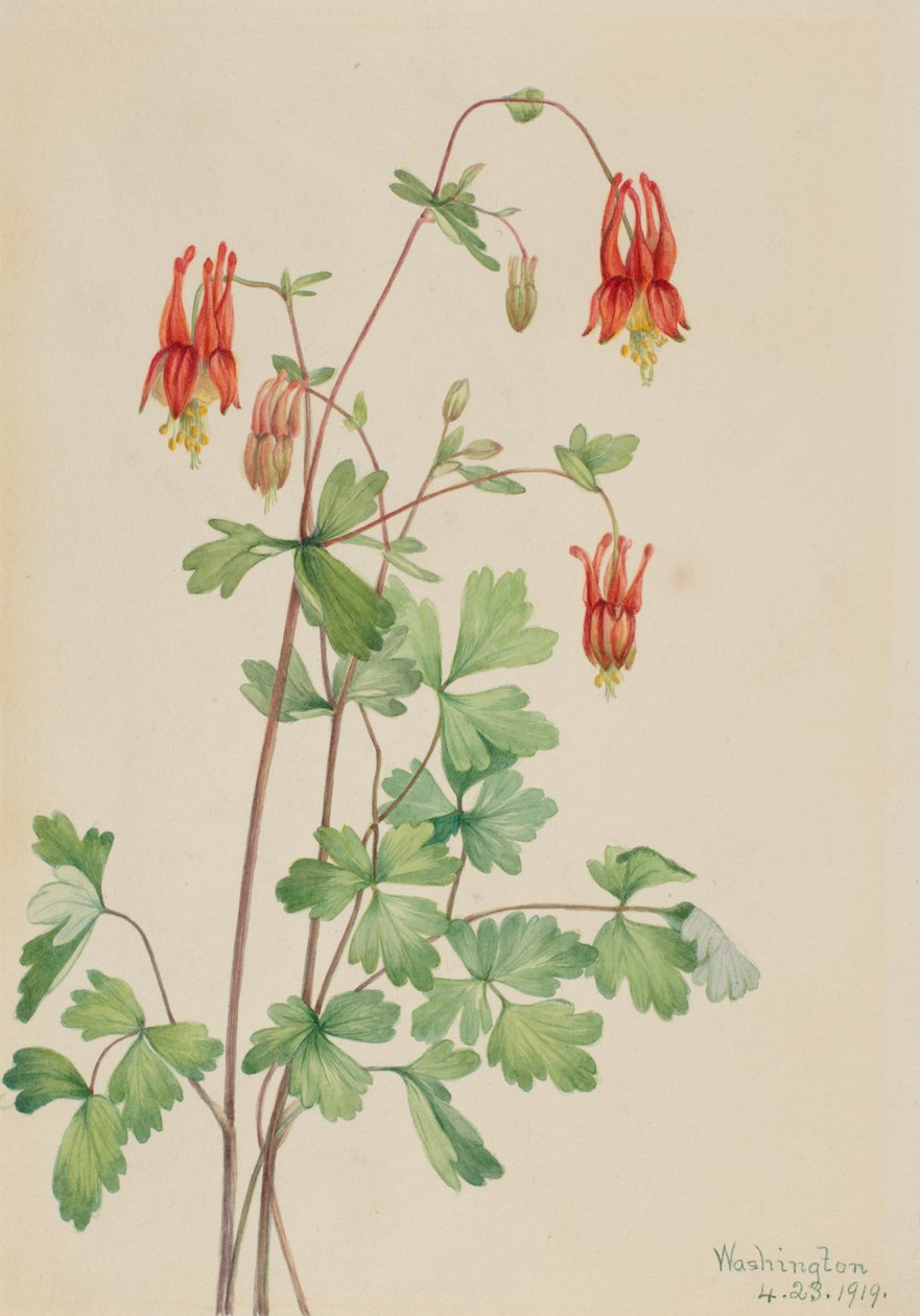 Amerikansk akeleje (Aquilegia canadensis) af Mary Vaux Walcott