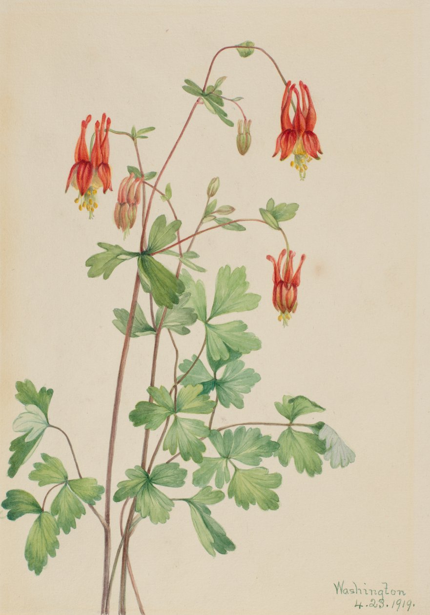 Amerikansk Columbine Aquilegia canadensis, 1919. af Mary Vaux Walcott