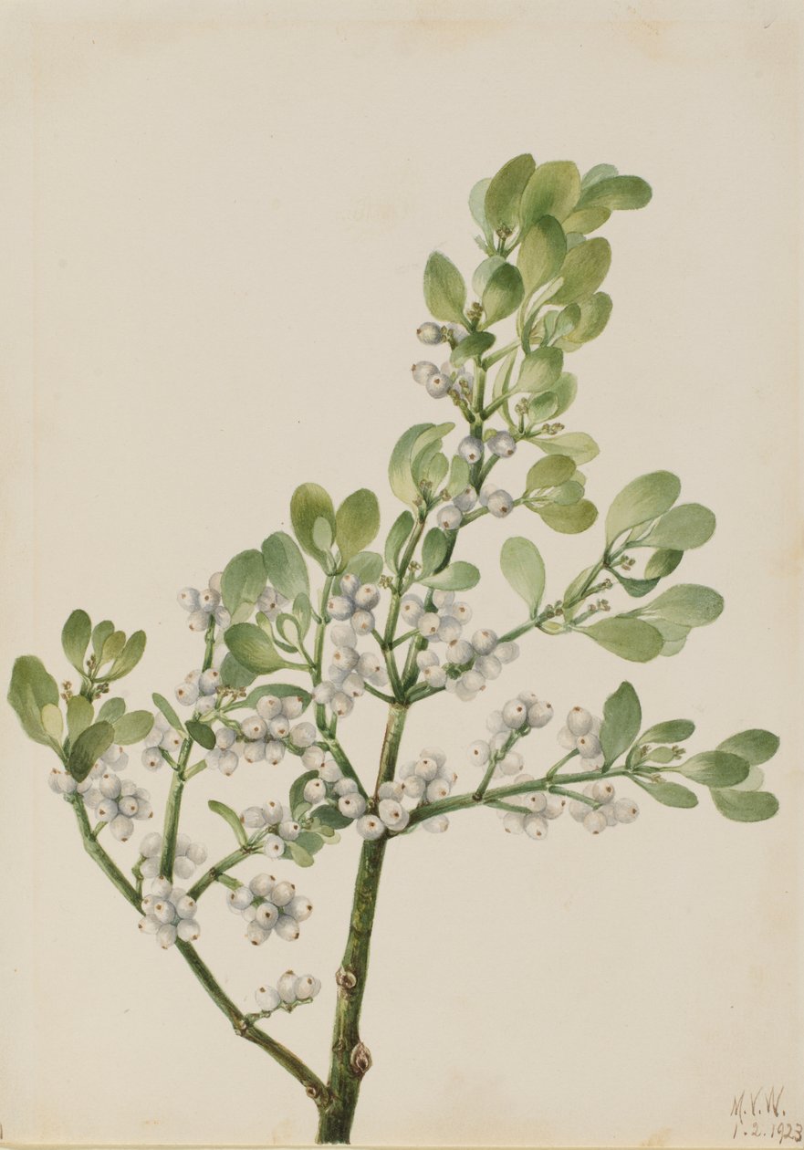 Amerikansk mistelten Phoradendron flavescens, 1923. af Mary Vaux Walcott