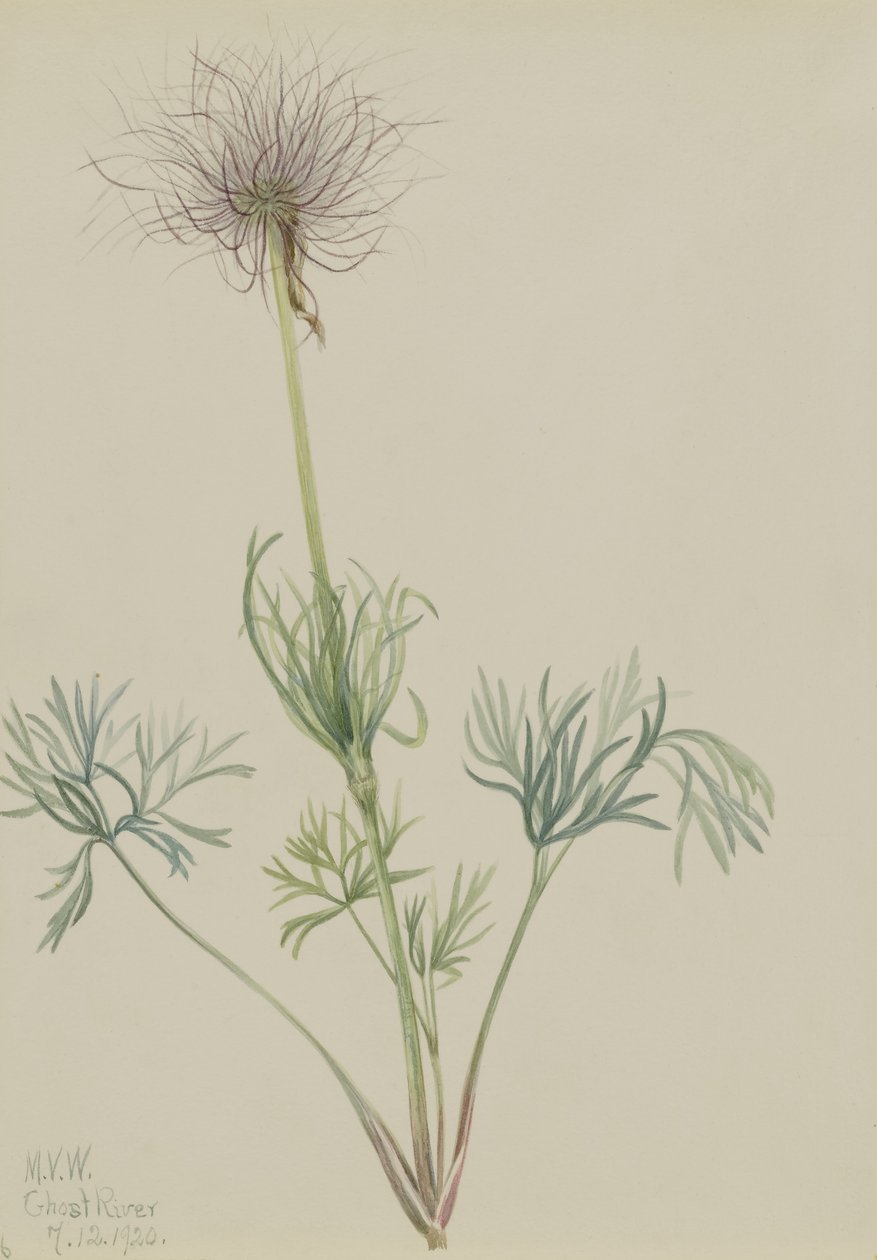 Amerikansk passionsblomst (Pulsatilla ludoviciana) af Mary Vaux Walcott
