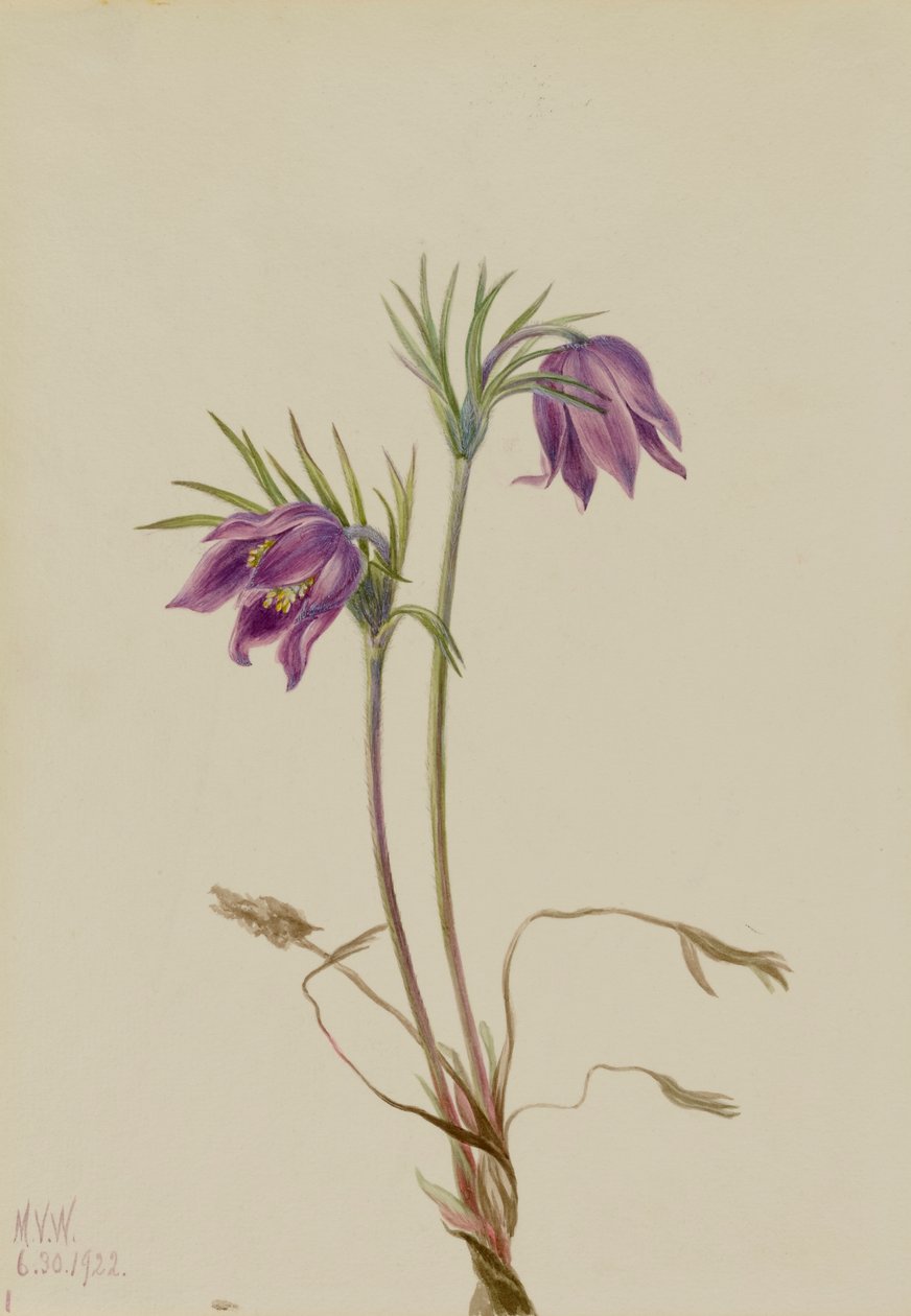 Amerikansk Pasqueflower Pulsatilla ludoviciana, 1922. af Mary Vaux Walcott