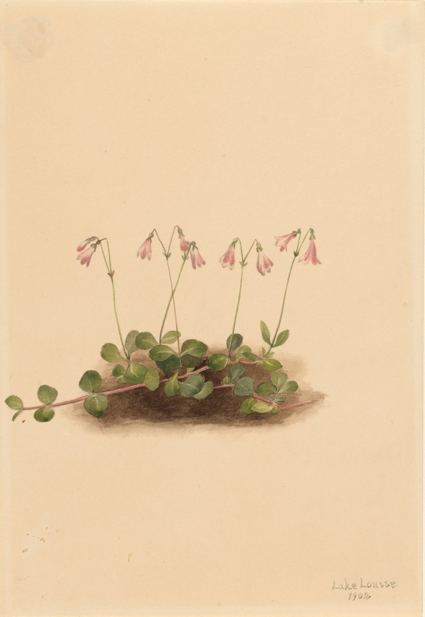 Amerikansk tvillingblomst Linnaea borealis americana, 1902. af Mary Vaux Walcott