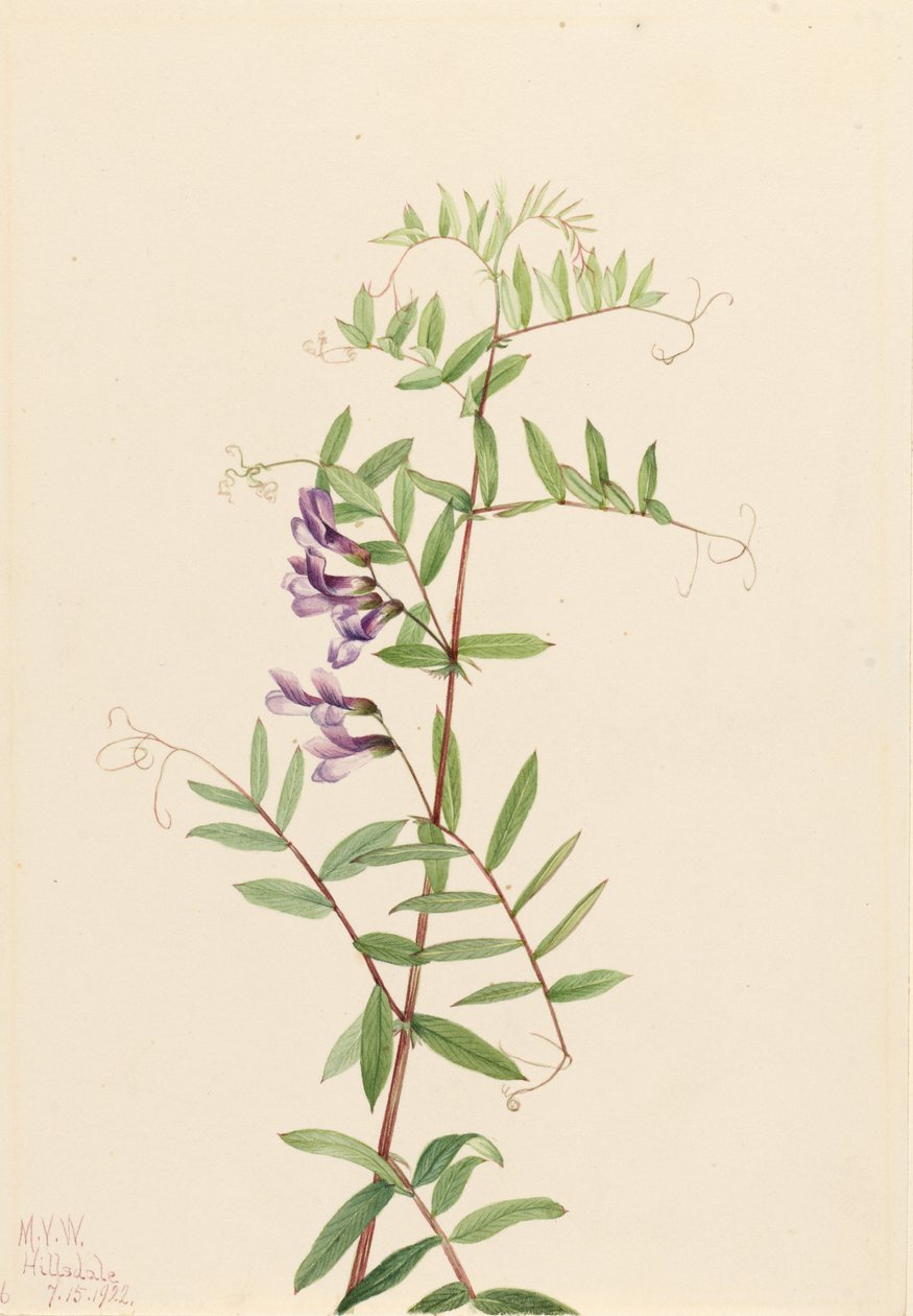 Amerikansk vikke (Vicia americana) af Mary Vaux Walcott