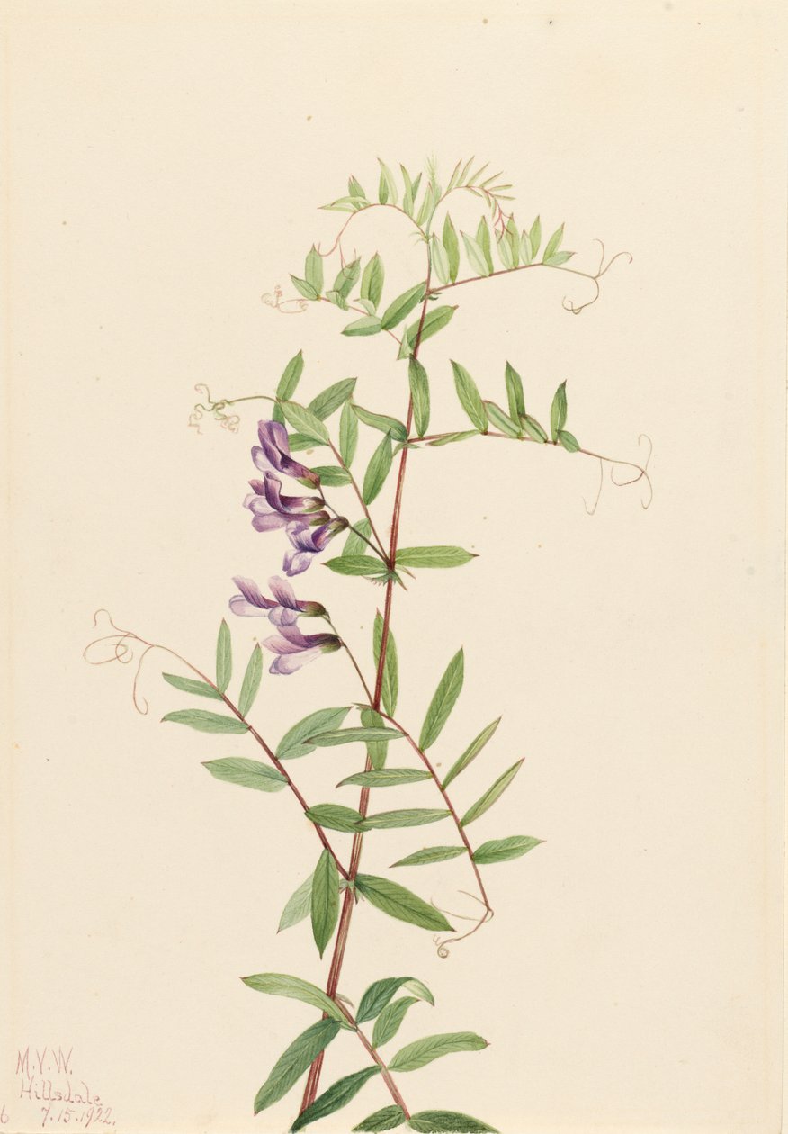 American Vetch Vicia americana, 1922. af Mary Vaux Walcott
