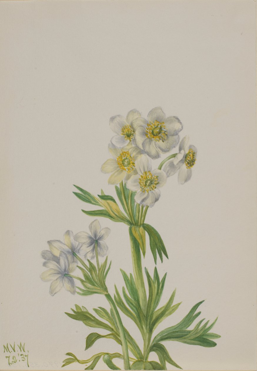 Anemone (Anemone zephyra) af Mary Vaux Walcott
